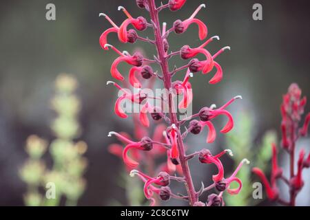 Lobelia cardinalis, fiore rosso cardinale in fiore Foto Stock