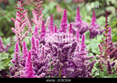 Viola Astilbe 'Obergartner jurgens' x arendsii in fiore durante i mesi estivi. Foto Stock