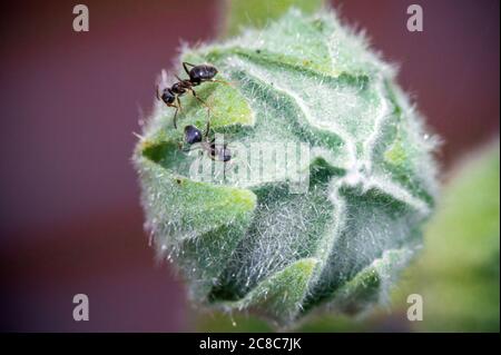 Pokrent, Germania. 23 luglio 2020. Due formicidi corrono sul bocciolo di un hollyhock (Alcea rosea) e cercano il cibo. Credit: Jens Büttner/dpa-Zentralbild/dpa/Alamy Live News Foto Stock