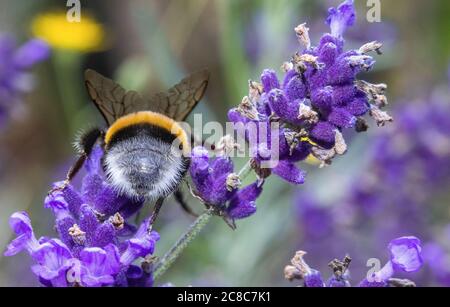 Pokrent, Germania. 23 luglio 2020. Un'ape bumble (Bombus) raccoglie il polline su una pianta di lavanda. Le api bumble appartengono al genere delle api reali. L'ipenottera cresce fino a una dimensione di 1 - 1.4 centimetri e ha una speranza di vita media di 28 giorni. Credit: Jens Büttner/dpa-Zentralbild/dpa/Alamy Live News Foto Stock