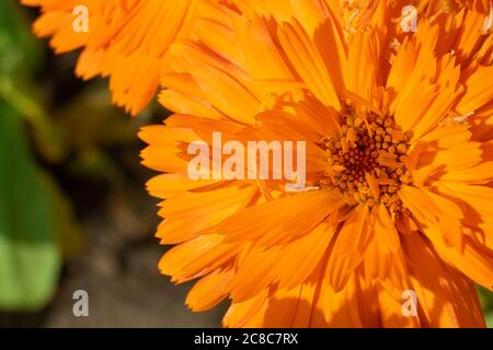 Foto macro con vista dall'alto con fiore giallo arancio e spazio per la copia Foto Stock