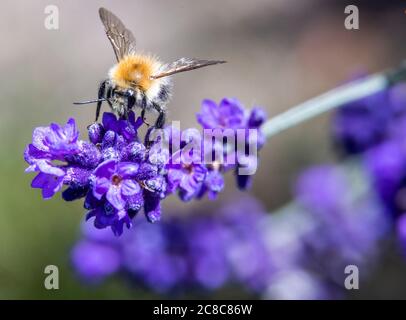 Pokrent, Germania. 23 luglio 2020. Un'ape bumble (Bombus) raccoglie il polline su una pianta di lavanda. Le api bumble appartengono al genere delle api reali. L'ipenottera cresce fino a una dimensione di 1 - 1.4 centimetri e ha una speranza di vita media di 28 giorni. Credit: Jens Büttner/dpa-Zentralbild/dpa/Alamy Live News Foto Stock