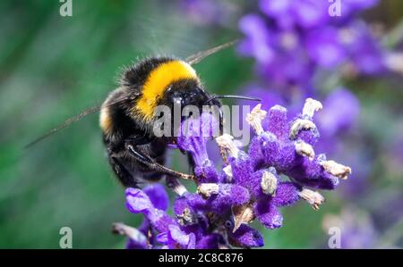 Pokrent, Germania. 23 luglio 2020. Un'ape bumble (Bombus) raccoglie il polline su una pianta di lavanda. Le api bumble appartengono al genere delle api reali. L'ipenottera cresce fino a una dimensione di 1 - 1.4 centimetri e ha una speranza di vita media di 28 giorni. Credit: Jens Büttner/dpa-Zentralbild/dpa/Alamy Live News Foto Stock