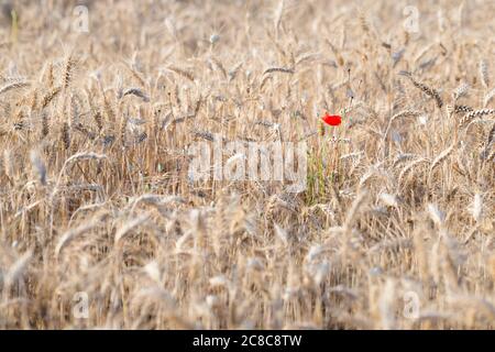 Papavero rosso solitario in un campo di grano, Italia Foto Stock