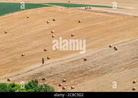 Vista aerea di un cipresso solitario e di balle di fieno in un campo della campagna toscana nella stagione estiva, Santa luce, Pisa, Italia Foto Stock