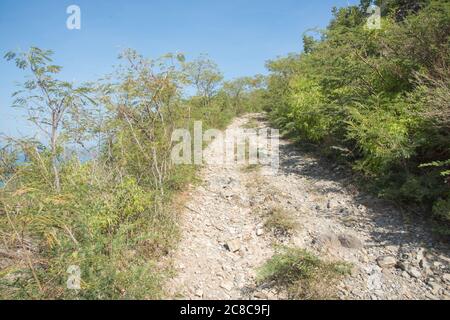 Percorso di montagna di capra sulla collina sull'isola tropicale di St Croix sulla parte orientale della USVI Foto Stock