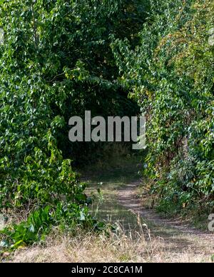 Percorso che passa attraverso un foro in rami di albero Foto Stock