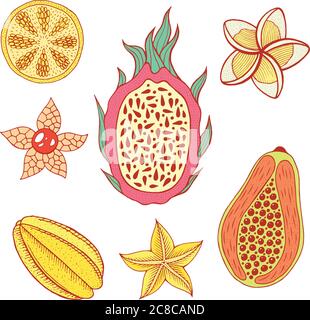 Set di elementi di frutta tropicali. Collezione di cibi colorati. Illustrazione vettoriale di Doodle Illustrazione Vettoriale