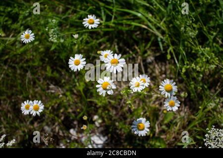 Un sacco di fiori dal camile reale. Foto Stock