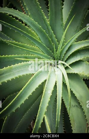 Aloe arborescens Candelabra aloe. Foto Stock