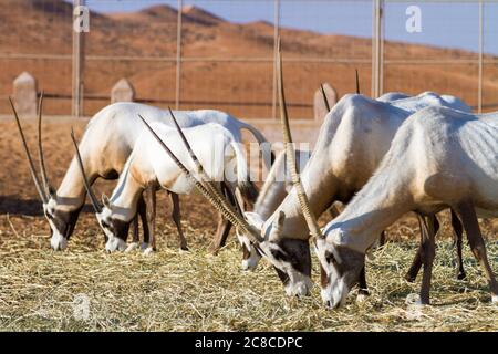 Mandria di grandi antilopi con corna spettacolari, Gemsbok, gazella Oryx, alimentazione Foto Stock