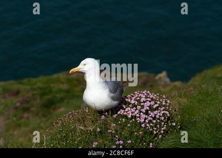 Gabbiani di aringhe vicino al faro di South Stack, Anglesey Foto Stock