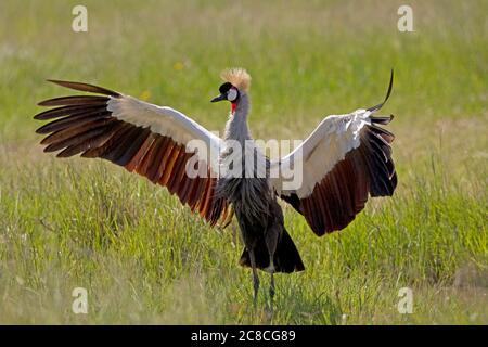 Gru coronata grigia AKA gru coronata africana orientale (Baleari regolorum). Entrambi i sessi hanno la cresta fan-like sulla loro testa che dà questo bir Foto Stock