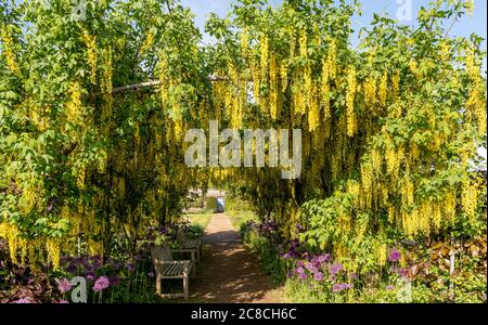 Un arco di Laburnum presso il giardino murato di Helmsley Foto Stock