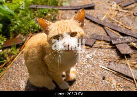 Gatto rosso nel cortile della casa nel villaggio. Il gatto rosso cammina all'aperto. Foto Stock