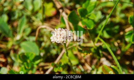 Origanum -Oregano, genere di perenni erbacei e arbusti della famiglia Lamiaceae, originaria dell'Europa, del Nord Africa e di gran parte dell'Asia temperata. Foto Stock