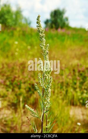 Artemisia vulgaris, comune mugwort, genere Artemisia comunemente noto come mugwort, Foto Stock