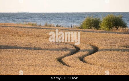 Hohwacht, Germania. 21 luglio 2020. Primo: 22.07.2020 Mar Baltico, onde, mare, campo di grano, grano, caratteristica, paese e persone, raccolto Schleswig-Holstein, Kvºste, Hohwachter Bucht, viaggio, vacanza in Germania, depositario, sfondo, | utilizzo nel mondo Credit: dpa/Alamy Live News Foto Stock