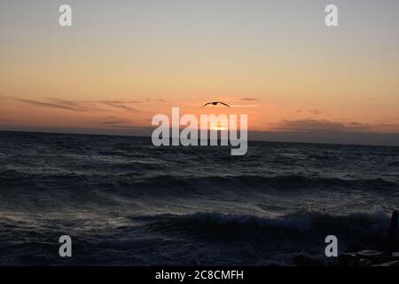 Un uccello vola all'orizzonte Foto Stock
