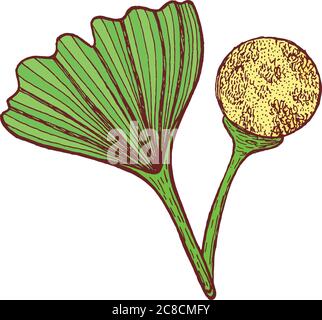 Ginkgo biloba - grafica inchiostro illustrazione della pianta esotica medicina. Ve Illustrazione Vettoriale