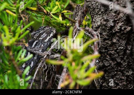 Un camaleonte mediterraneo che si nasconde in camuffamento tra piante succulente nella campagna maltese. Foto Stock