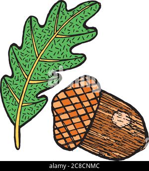 Acorn - grafica colorata. Grafico isolato disegnato a mano el Illustrazione Vettoriale