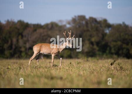 Pampas Deer (Ocotoceros becoarticus) maschio da Pantanal Sud, Brasile Foto Stock