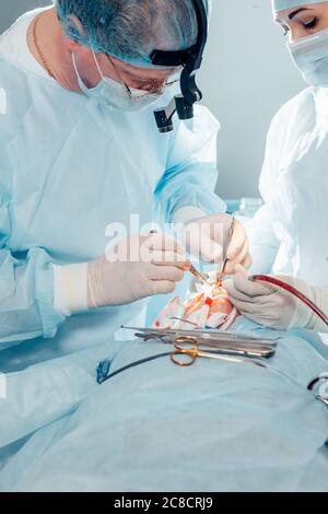 Un altro intervento chirurgico. Team medico chirurgico che opera in una sala chirurgica del chirurgo maturo ospedale che conduce un occup professionale di professione di operazione Foto Stock