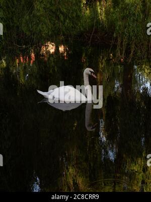 Un bel cigno bianco posto centralmente sull'area ombreggiata di un lago tranquillo con uno sfondo di alberi scuri Foto Stock