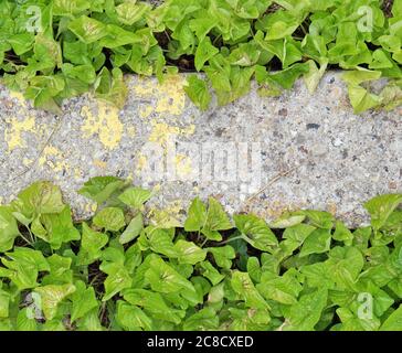 Confine stradale in cemento, con fitta vegetazione verde di fondo natura Foto Stock