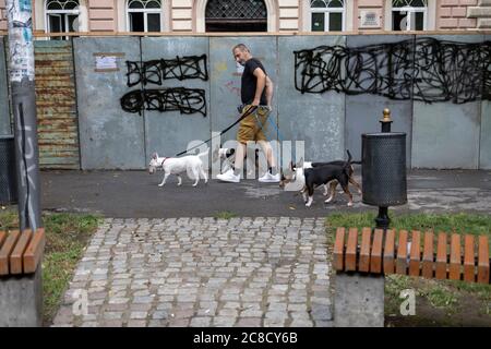 Belgrado, Serbia, 19 luglio 2020: Uomo che cammina quattro terriers inglesi Bull lungo la strada a Zemun Foto Stock