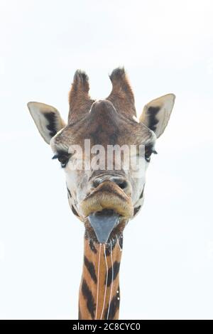 Primo piano ritratto di animale di giraffa (Giraffa camelopardalis) che stacca la lingua e che dribbling sputone dalla bocca, testa contro lo sfondo del cielo. Foto Stock