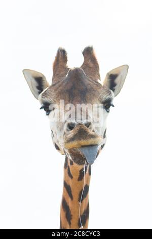 Primo piano ritratto di animale di giraffa (Giraffa camelopardalis) che stacca la lingua e che dribbling sputone dalla bocca, testa contro lo sfondo del cielo. Foto Stock