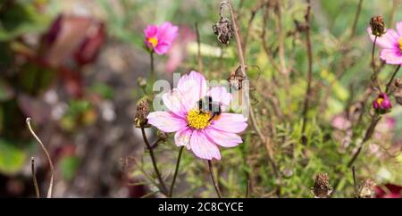 Un Bumblebee maschio dalla coda rossa che si nuocia su Pollen su un fiore di Cosmos rosa in un giardino in Alsazia Cheshire Inghilterra Regno Unito Foto Stock