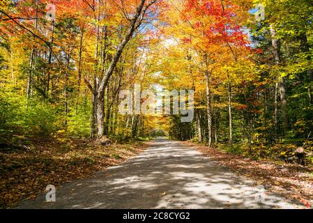 Un sentiero stretto attraverso una foresta di colori in una soleggiata mattina d'autunno. Splendidi colori autunnali