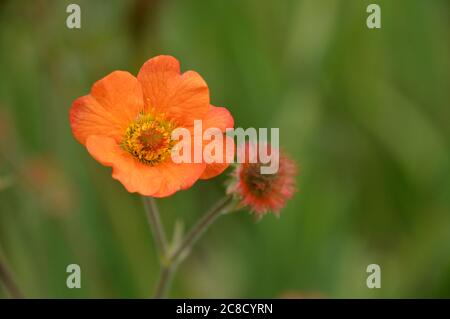 Fiori di colore arancione Avens Geum 'Totally Tangerine' coltivati nei confini a RHS Garden Harlow Carr, Harrogate, Yorkshire, Inghilterra, Regno Unito. Foto Stock