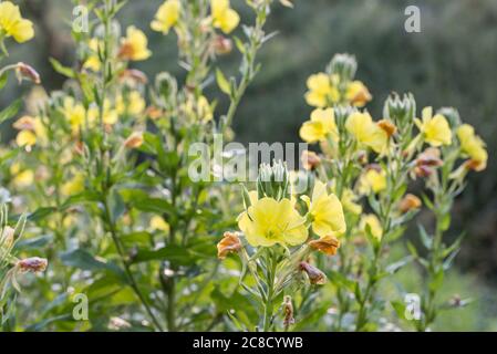 Enotera biennis sera comune Primrose fiori gialli in prato macro fuoco selettivo Foto Stock