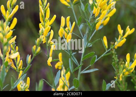 Genista tintoria, fiori gialli verdini di dyer in fuoco macro-selettivo prato Foto Stock