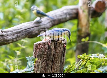 Un nuthatch eurasiatico maschio - uccello Sitta europaea - arroccato su un tronco d'albero nel bosco di Koenigsheide a Berlino Johannisthal, Germania, Europa Foto Stock