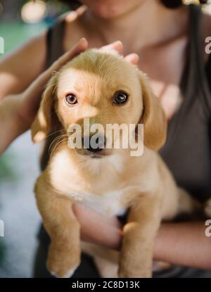 il cucciolo di labrador d'oro è tenuto Foto Stock