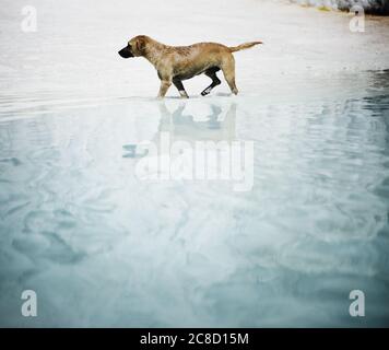 Cane che cammina attraverso le piscine di travertino di Pamukkale, Denizli, Turchia Foto Stock