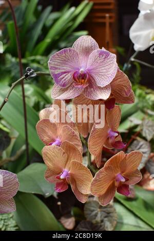 Orchidea di pesca in fiore in estate Foto Stock