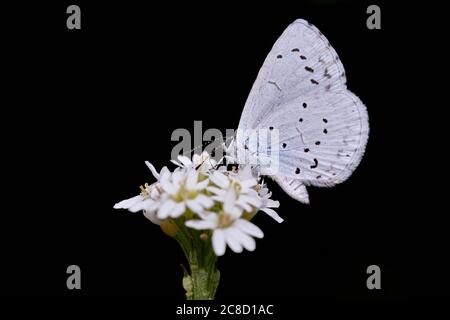 Provenzale a coda corta blu (Cupido alcetas) arroccato su fiore bianco e isolato su sfondo nero. Foto Stock