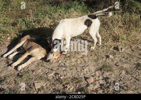 Due cani nel Giardino in Brasile Foto Stock