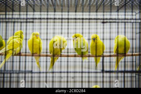 I pappagallo gialli in una gabbia Foto Stock