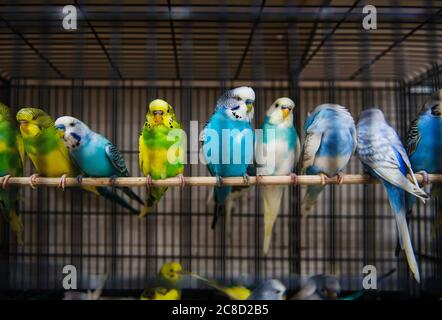 Parakeet colorati in una gabbia Foto Stock