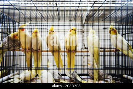 I pappagallo gialli in una gabbia Foto Stock