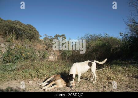 Due cani nel Giardino in Brasile Foto Stock