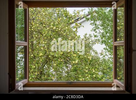 Vista di un albero di mele attraverso una finestra della camera da letto con mele mature. Foto Stock