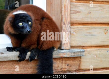 Magnifico lemure rosso con volant, è una scimmia tipo lemuridae. Questo è un animale in pericolo. Foto Stock